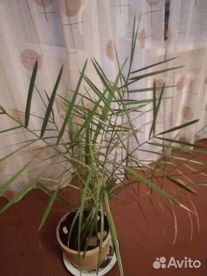 Цветы комнатные пальма