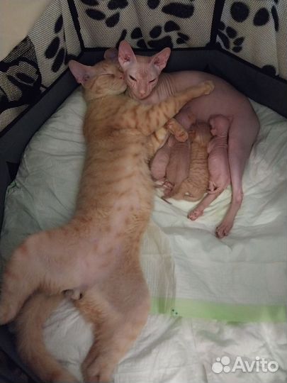 Донской сфинкс котята