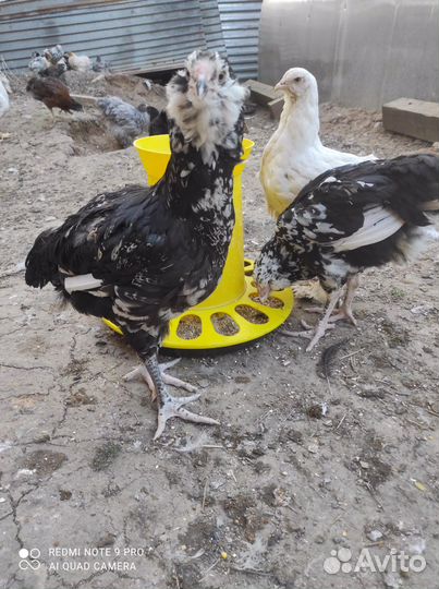 Гергебильская порода кур и петухов