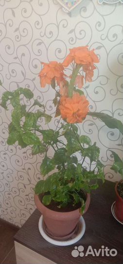 Комнатные цветы