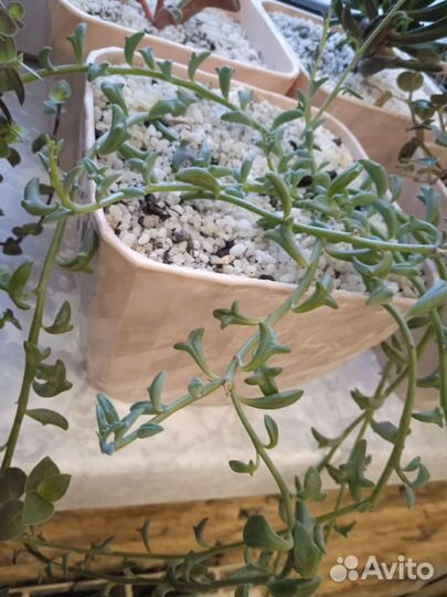 Суккуленты, Каланхоэ, и другие