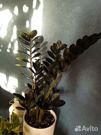 Замиокулькас черный равен