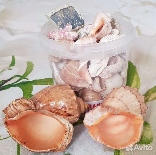 Морские ракушки раковины и коралы