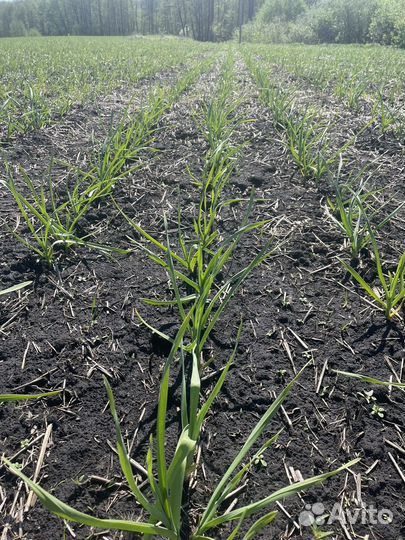 Чеснок урожай 2024 года