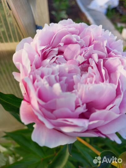 Пион Сара Бернар