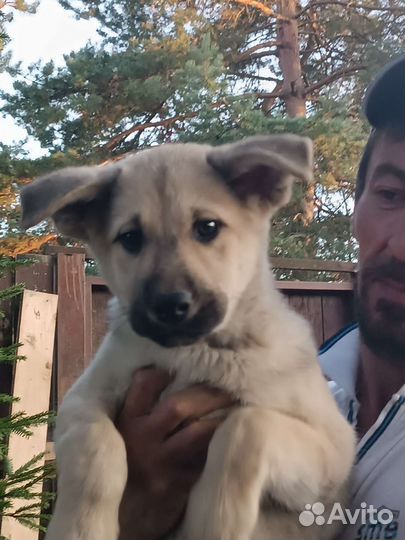 Собаки щенки бесплатно