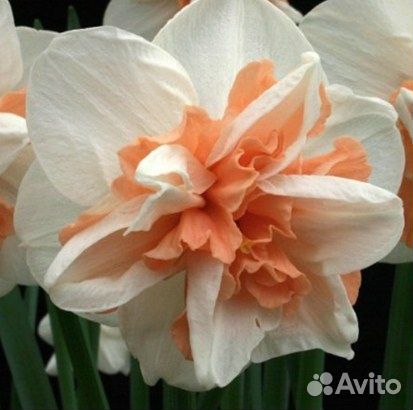 Луковицы нарциссов опт