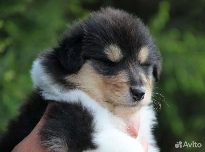 Щенки Колли