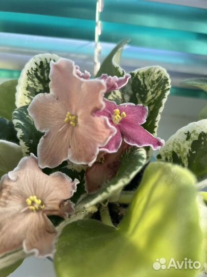 Фиалка Наталка-полтавка