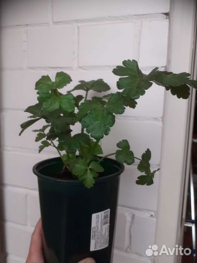 Крупная рассада сельдерея