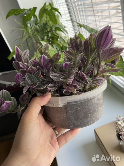 Традесканция