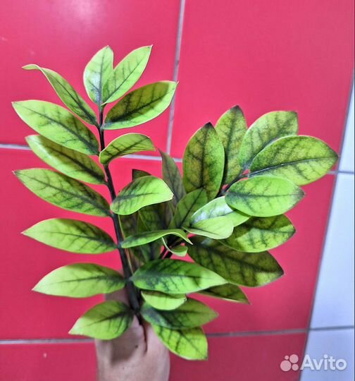 Замиокулькас Блек Голд