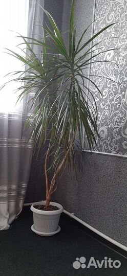 Драцена, для дома и офиса