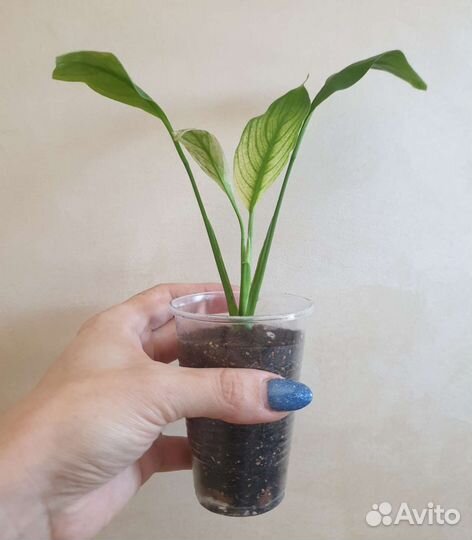 Спатифиллум new one (нью ван)