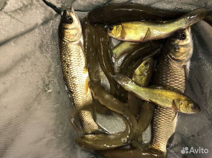 Живая рыба амур, линь