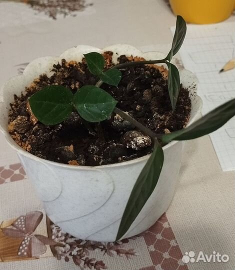 Замиокулькас