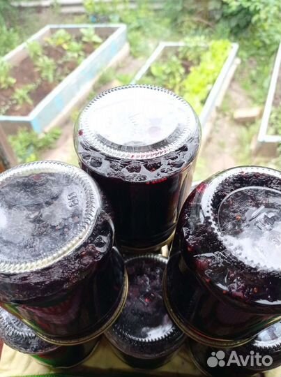 Саженцы шелковицы черной и варенье 2023