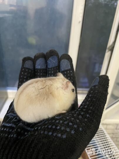 Джунгарские хомячки