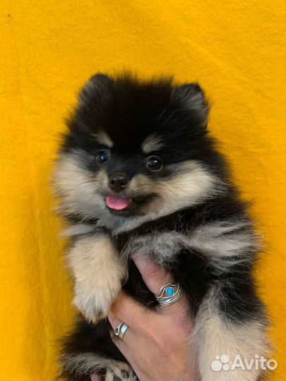 Щенки померанского шпица