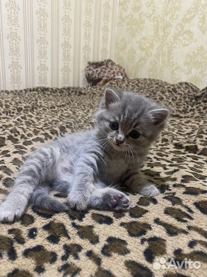 Котенок британка