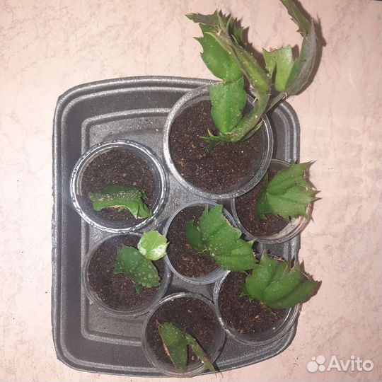 Декабрист, шлюмбергера