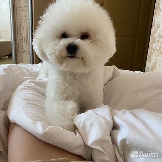 Бишон фризе вязка