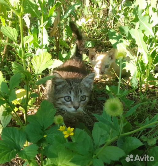 Котята в добрые руки