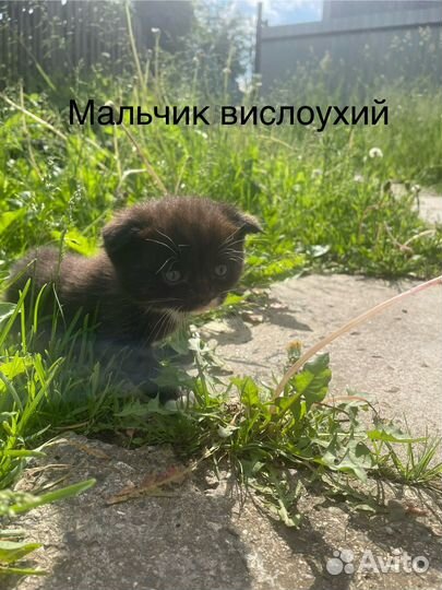 Шотландские котята вислоухие и прямоухие