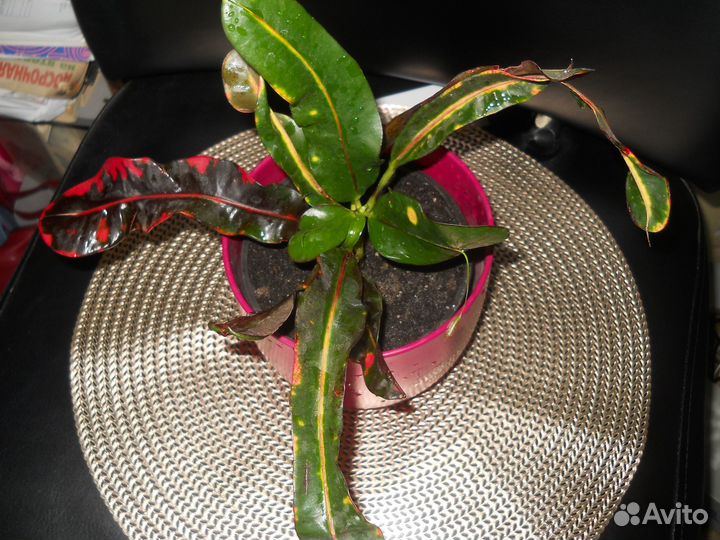 Домашние цветы