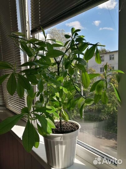 Комнатные растения цветы бесплатно