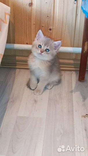 Золотые шиншиллы