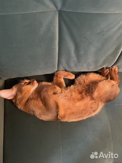 Абиссинский кот