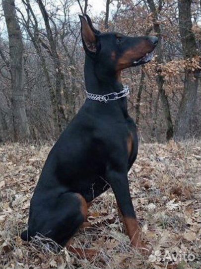 Щенки Доберманов