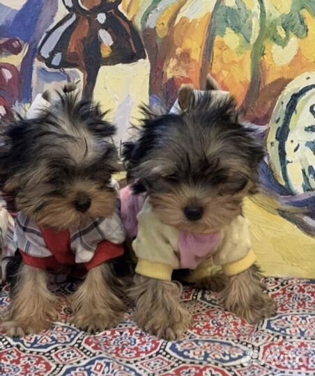 Йоркширский терьер