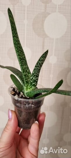 Кактусы и суккуленты