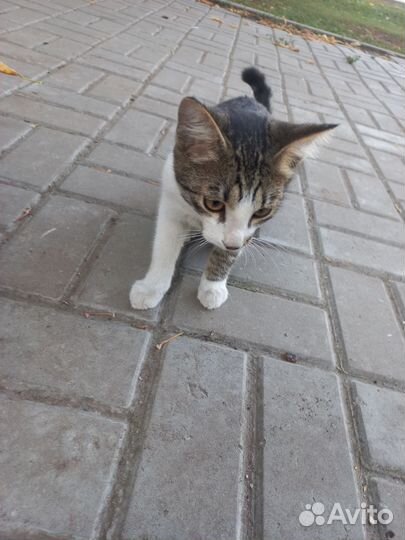 Котик маленький