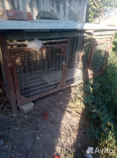 Для цеплят, кролики, и для