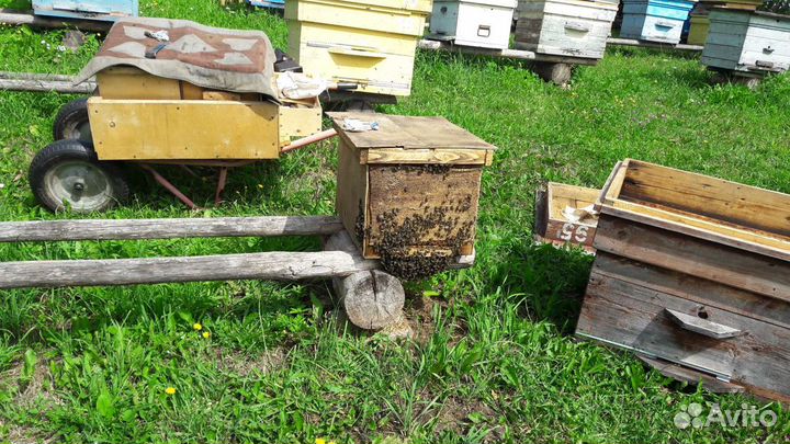 Продам улья и ловушки для пчёл