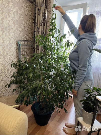 Фикус бенджамина большой