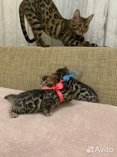 Бенгальские котята