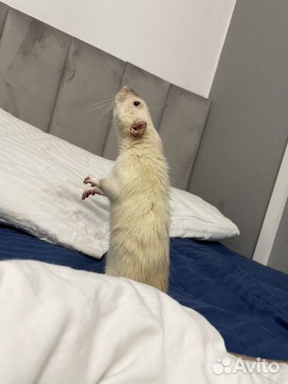 Крыса в добрые руки