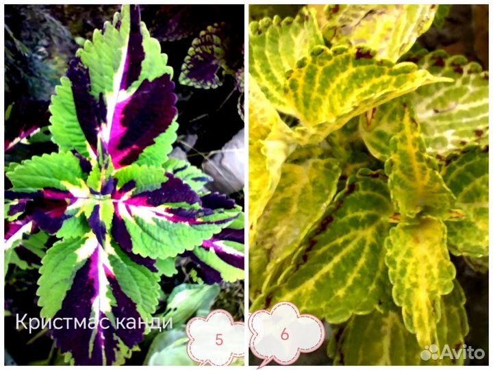 Колеусы срезы и укорененные черенки