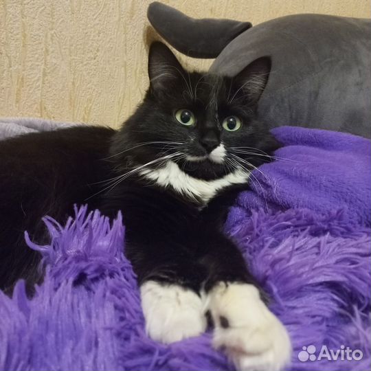 Отдам в добрые руки кошечку