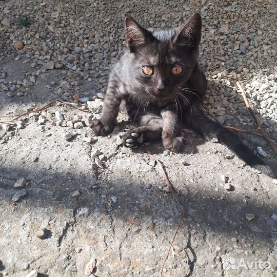 Отдам в добрые руки