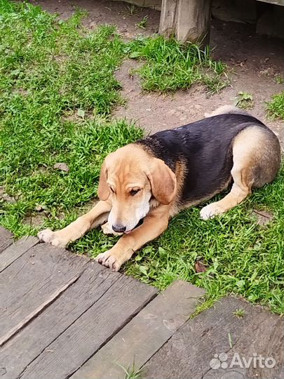 Русская гончая