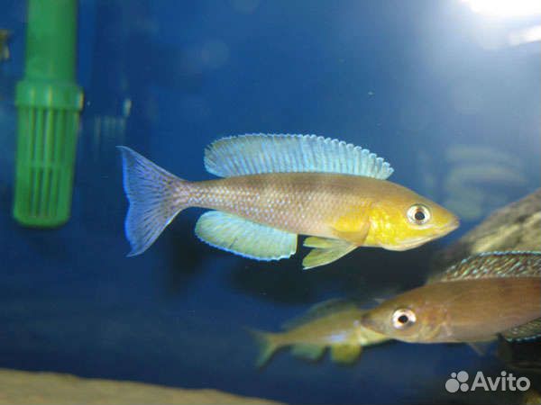 Цихлиды танганьики