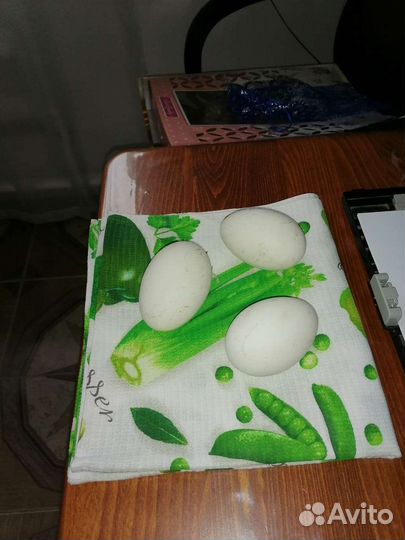 Яйцо гусиное инкубационные линда