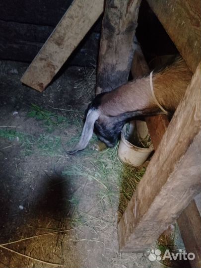 Козы дойные