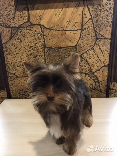 Йоркширский терьер