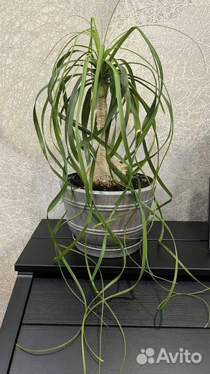 Нолина бутылочное дерево, комнатный многолетник